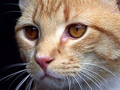 Cat Close-up